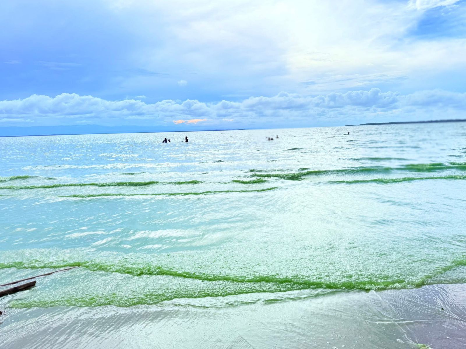 ¿Por qué el mar de Urabá se está viendo verde?